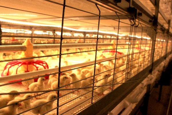 肉雞籠養設備